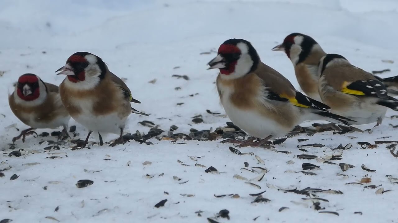 Goldfinches in snow