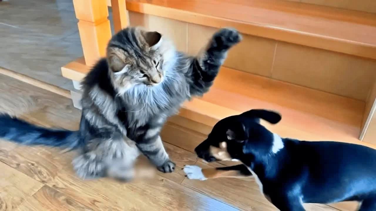 Cats Causing Chaos 😂 | Funny Cat & Wild Animal Moments of 2039 🥔 