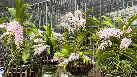 27/11 bán cây lan ngọc điểm rừng hoa tết nhiều nụ sđt zalo 0987157820