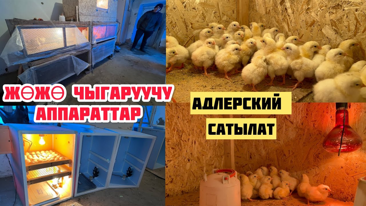 Жөжө Чыгаруучу & Жөжөлөр Сатылат Ноокат Району Кыргыз-Ата Айыл Аймагы