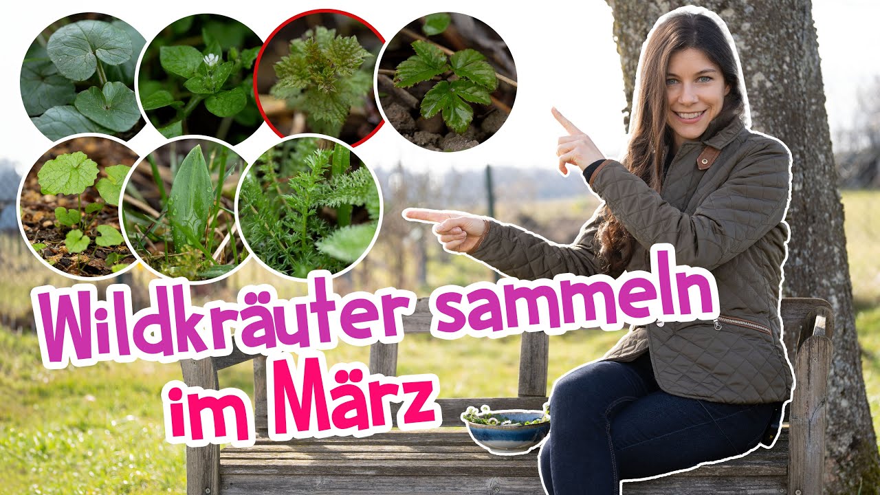 7 Wildkräuter, die du im März unbedingt sammeln solltest! 🌱 Jetzt sicher erkennen 🔎 #garten