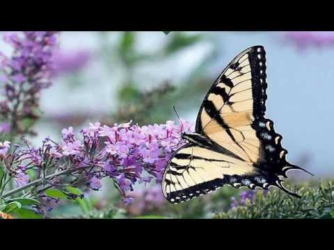 corina chiriac care dintre noi oare corina chiriac care dintre noi oare