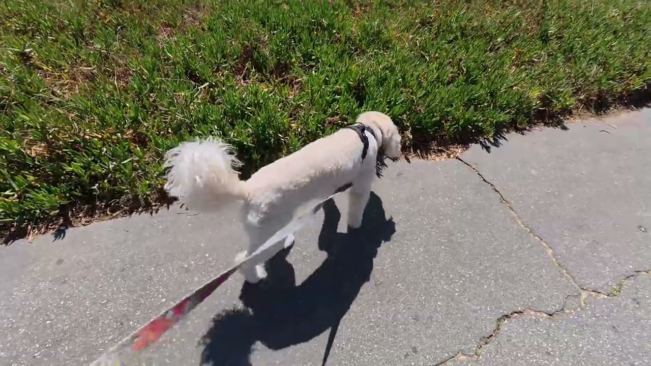 Бродилка 4 июля