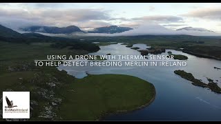 Surveying for Merlin with a drone and thermal sensor