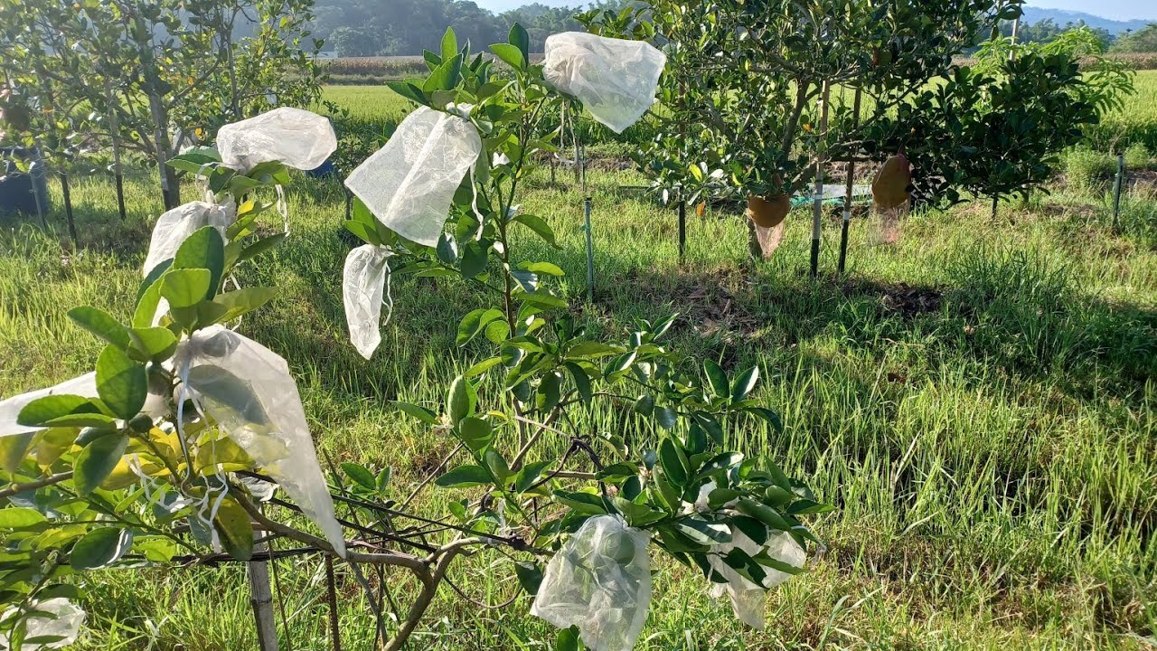庄頭百果園農地（有水電三面臨路免填土）-自售