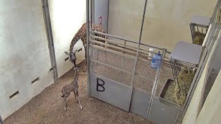 Greenville Zoo's Giraffe Birth