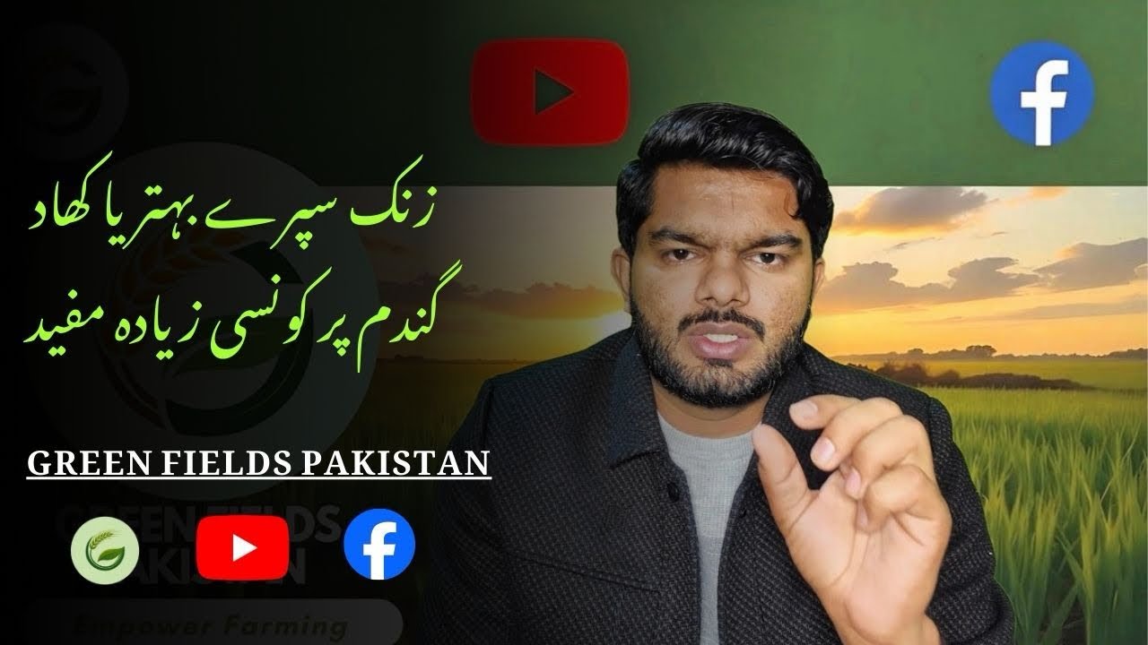 Zinc Spray vs Zinc Fertilizer in Wheat Crop | Can Chelated Zinc Be Mixed with DAP? | Complete Guide