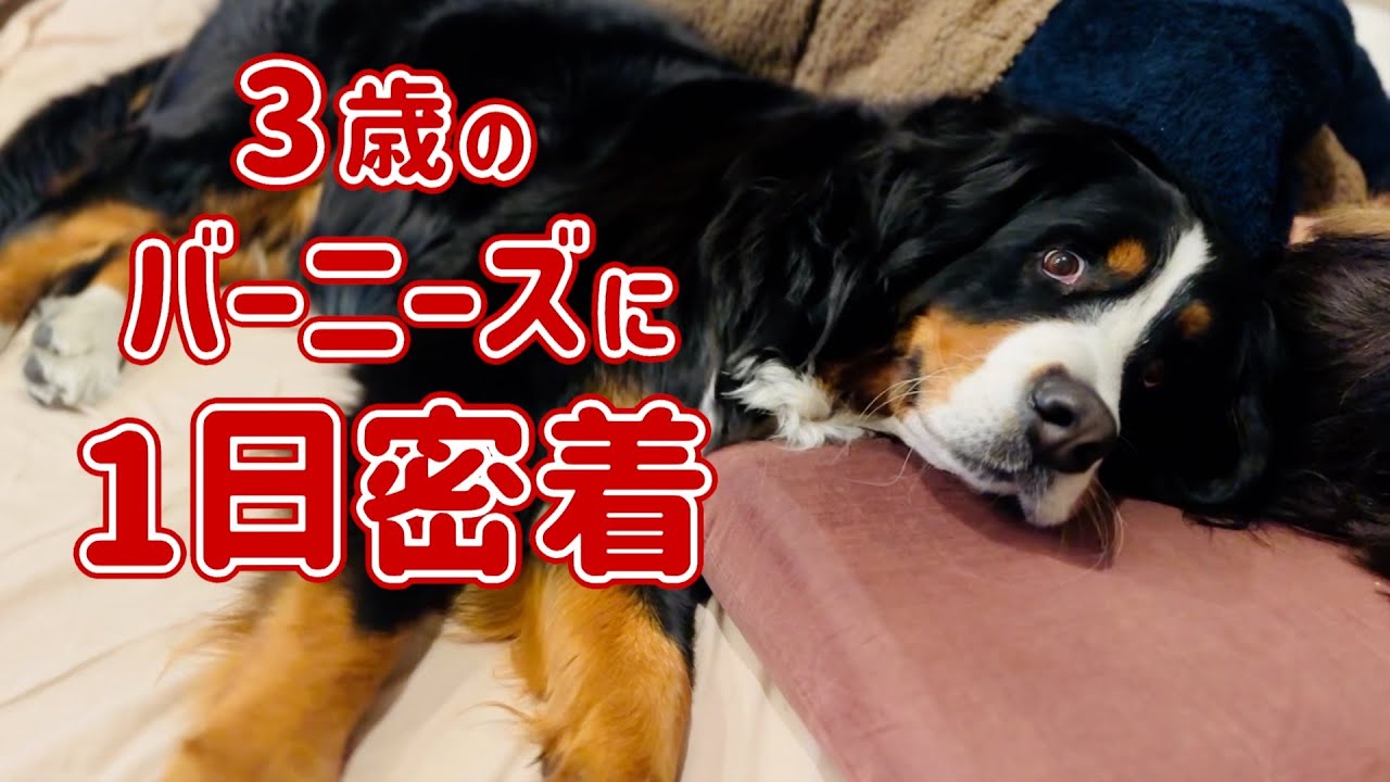 I followed a 3-year-old Bernese Mountain Dog for a day! 🐾 - YouTube