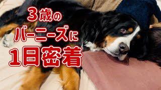 I followed a 3-year-old Bernese Mountain Dog for a day! 🐾 - YouTube