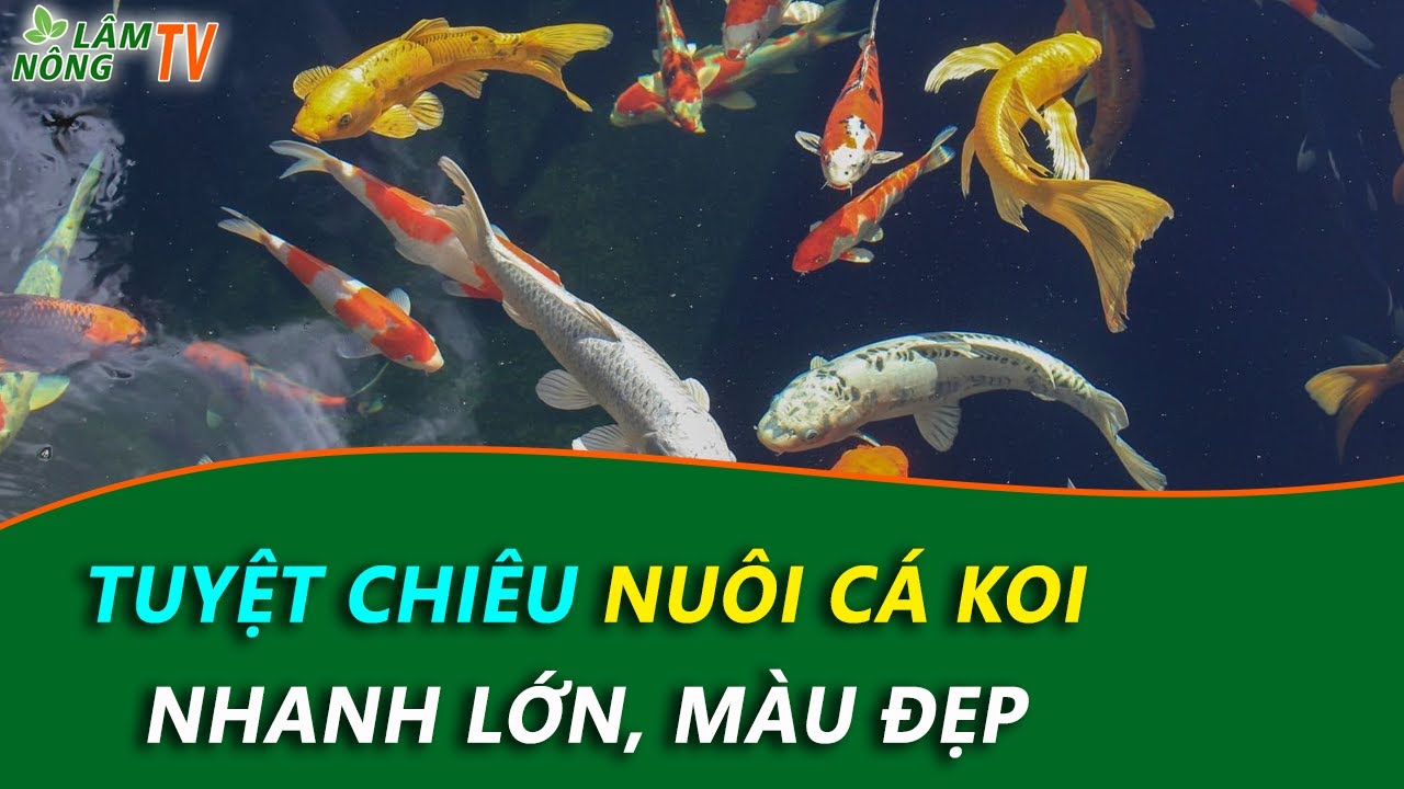 Kỹ Thuật Nuôi Cá Koi Nhanh Lớn, Màu Siêu Đẹp | Nuôi Cá... - youtube