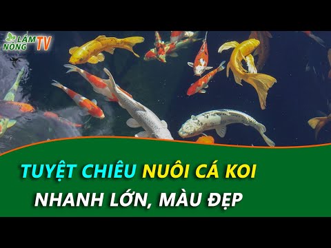 Video Kỹ Thuật Nuôi Cá Koi Nhanh Lớn, Màu Siêu Đẹp | Nuôi Cá... - youtube