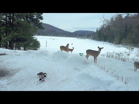 A Break in the Weather 🌞🦆🦌