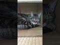 この動画最後まで見てね