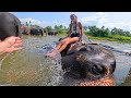 Wow look at its 5th leg  sri lanka elephant orphanage