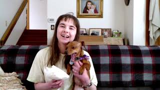 How to Diaper a Dog (boy or girl)