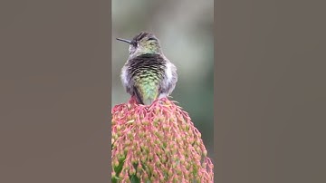 Ruby-throated hummingbird 😍 | Best video capture |. #earthio
