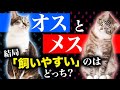 初めて飼うならオスメスどっちがオススメ?猫の性別による飼いやすさや特徴をご紹介!