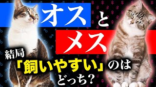 初めて飼うならオスメスどっちがオススメ猫の性別による飼いやすさや特徴をご紹介