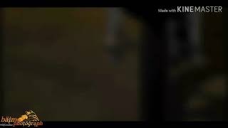 Story wa babylook scoopy versi lagu dj selow terbaru 2019