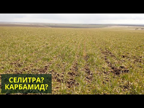Озимая пшеница после