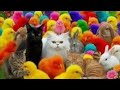 Tangkap Ayam Lucu, ayam warna warn, ayam rainbow, kelinci lucu, bebek lucu, ikan koi, H