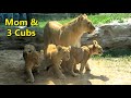 Lincoln Park Zoo Lion Cubs return to Outdoor Habitat after a cub&#39;s health issue. June 8 2023