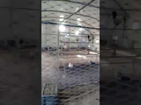 مزرعة متخصصة في إنتاج سلالة الفيومي عند الأخ أناس تبارك الله