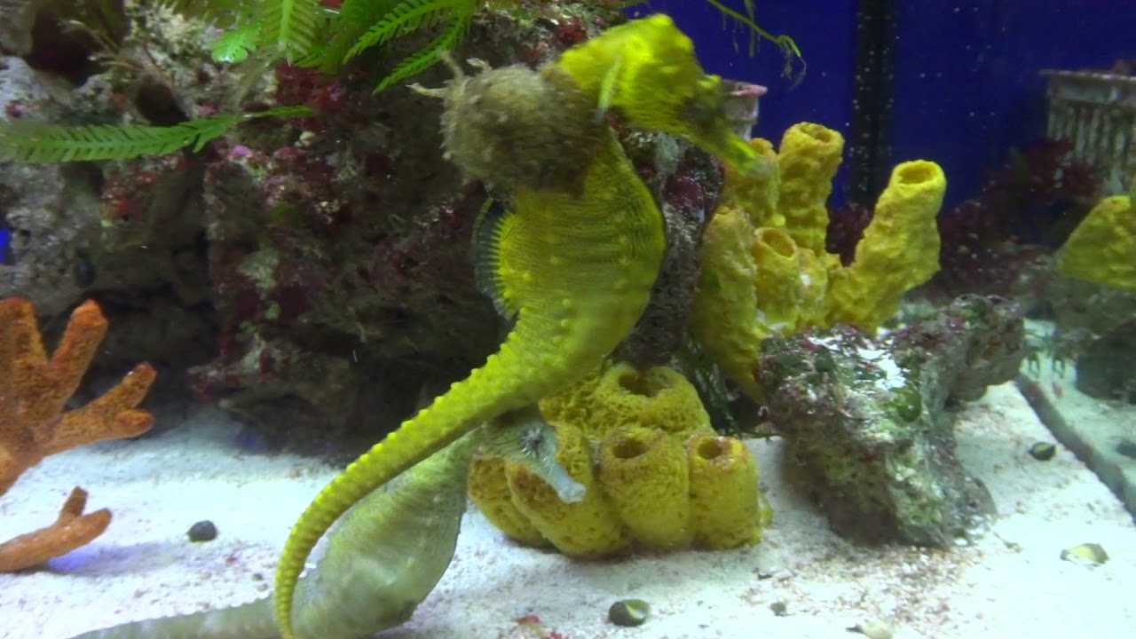 camera iphone 8 plus apk Ever seen a hare riding a horse?