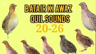 Common Quail Species and Their Morning Calls screenshot 5