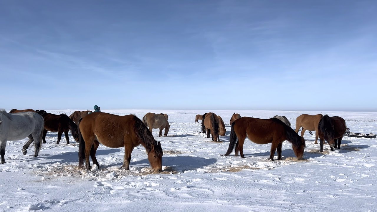 ЖЫЛҚЫЛАРҒА ЖЕМ БЕРІП КЕЛДІК