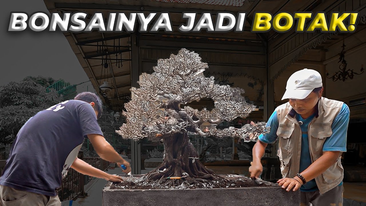 Apakah BONSAI GRANDONG Sudah Terlambat Diselamatkan?