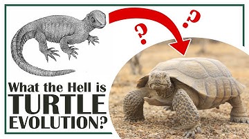 What the Hell is Turtle Evolution?