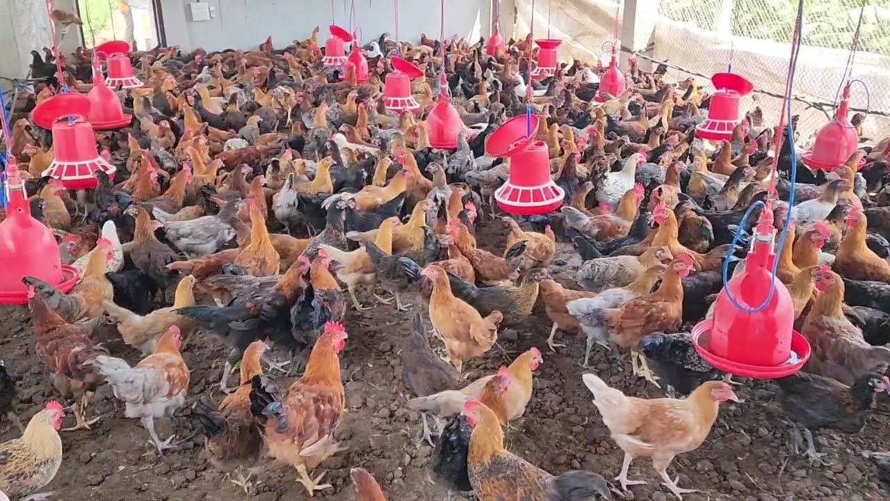 Avoid 5 Mistakes in Poultry Farming - YouTube