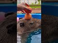 ส้มหยุด #animal #capybara #กะปิปลาร้า #funny #cute #水豚