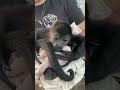 Beautiful Howler Monkey