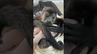 Beautiful Howler Monkey
