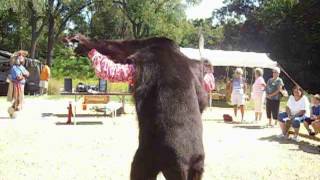 Registered Kansas Kickapoo/ Pottawatomie,doing the SPIRIT OF THE BEAR DANCE,9/3/16