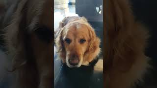 The smart and sweety boo#animallover #doglover #shortvideo