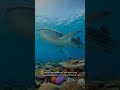 Raksasa 20 Meter Pemakan Plankton  #faktaunik #facts