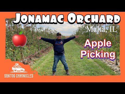 Video: Cara Menanam Apel Jonamac - Persyaratan Tumbuh Untuk Pohon Jonamac