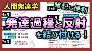 【人間発達学③】発達過程と反射の関係（暗記に便利）【理学療法士・作業療法士】