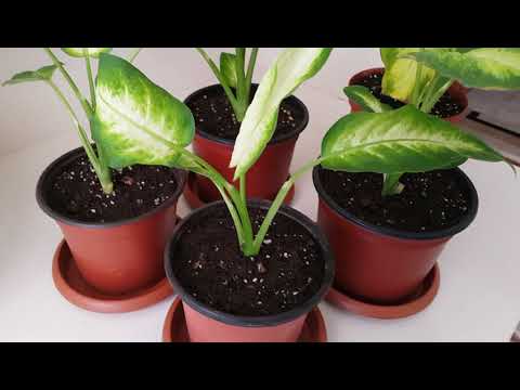 Video: Dieffenbachia On Miellyttävä