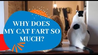 Do Cats Fart? Why Does My Cat Fart So Much? (Is It OK Or Should You Worry?) by Oh My Cat 2,945 views 1 year ago 2 minutes, 27 seconds