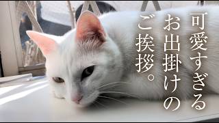 大好きなママの「行ってきます。」に、必ずお見送りの返事をする愛猫