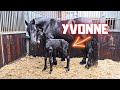 How is Yvonne the filly doing? | Friesian Horses