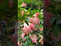 Beautiful flowers ||Top flowers video #trend #flowers #nature #reel #shorts #shortsfeed #trending