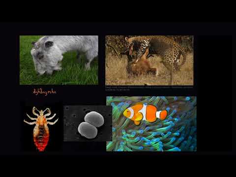 ვიდეო: რა კავშირია ბუნებრივ გადარჩევასა და ევოლუციის კვიზლეტს შორის?