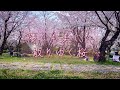 【愛知県の美しい風景4K】儚くも美しい散りゆく桜　名古屋市平和公園櫻の園の桜吹雪