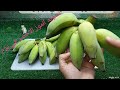 تسوية الموز الاخضر في يوم واحد باسهل طريقه من غير ما يسود فكرة عبقريه 