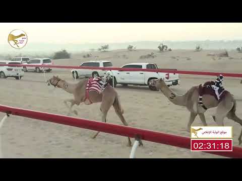 الشوط 1 غازيه ل عيسى الدهيمي بن غافان الخييلي شارة الديوان 2023 1 2 حقايق الخزنة